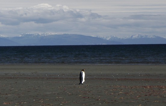 Then Panthea spotted a lone penguin!